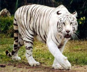 пазл Белый тигр